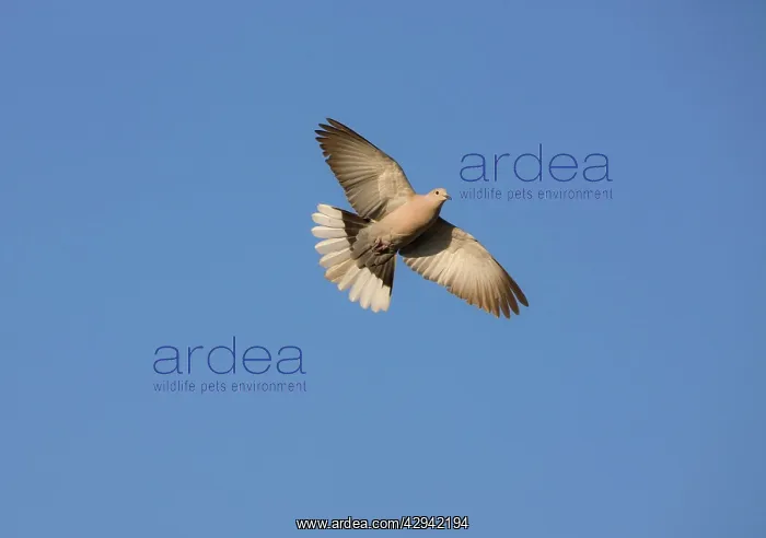 : Eurasian Collared Dove : Eurasian Collared Dove