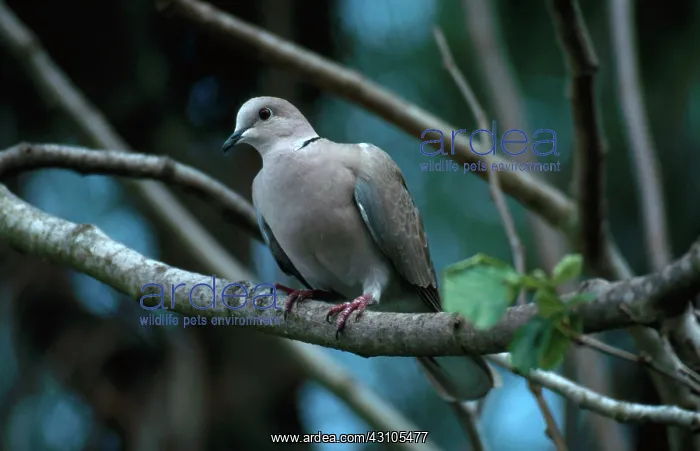 : Eurasian Collared-Dove : Eurasian Collared-Dove