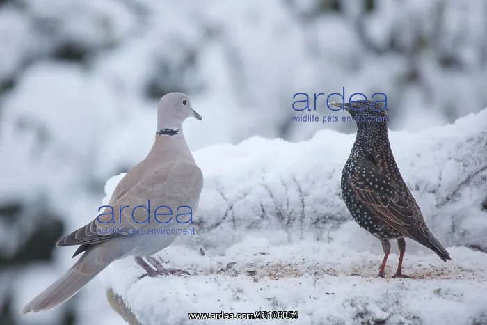 : Eurasian Collared Dove : Eurasian Collared Dove