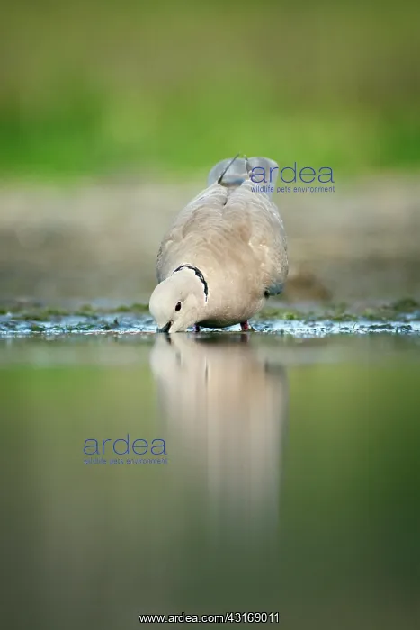 : Eurasian Collared Dove : Eurasian Collared Dove
