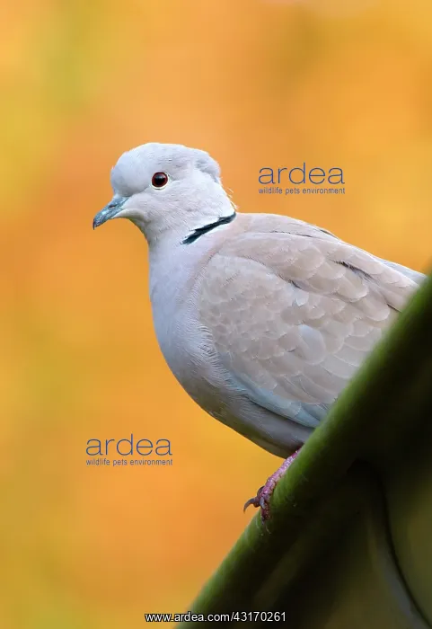 : Eurasian Collared Dove : Eurasian Collared Dove