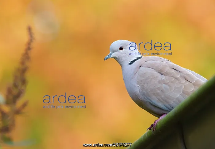 : Eurasian Collared Dove : Eurasian Collared Dove