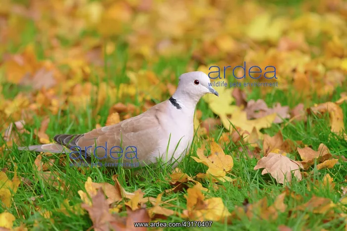: Eurasian Collared Dove : Eurasian Collared Dove