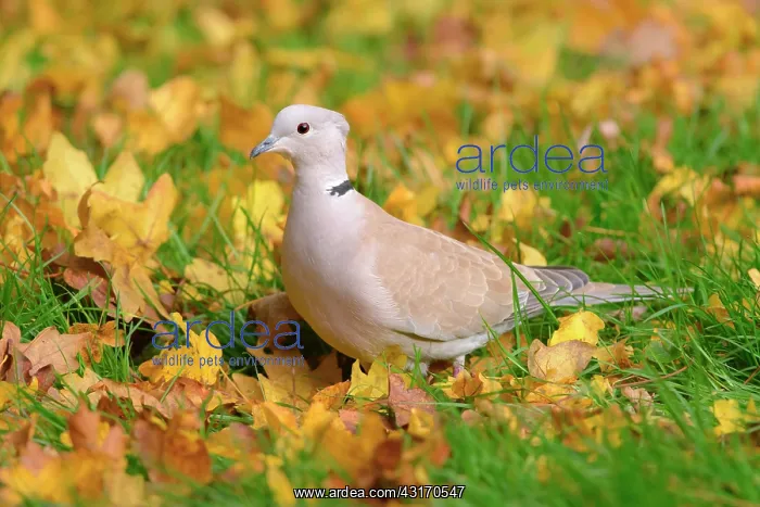 : Eurasian Collared Dove : Eurasian Collared Dove