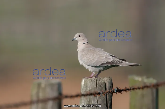 : Eurasian Collared Dove : Eurasian Collared Dove