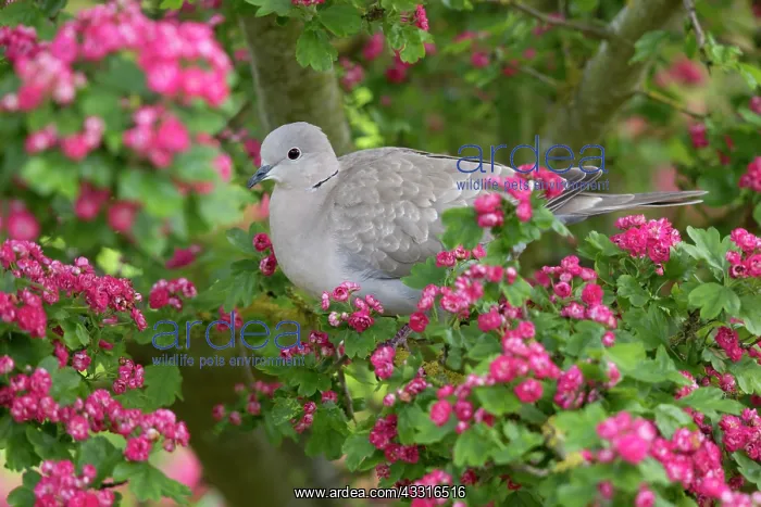 : Eurasian Collared Dove : Eurasian Collared Dove