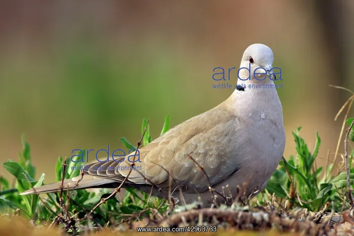 : Eurasian Collared Dove - Dove in a garden - In February - : Eurasian Collared Dove - Dove in a garden - In February -