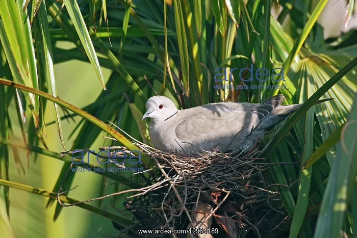 : Eurasian Collared Dove - on nest : Eurasian Collared Dove - on nest