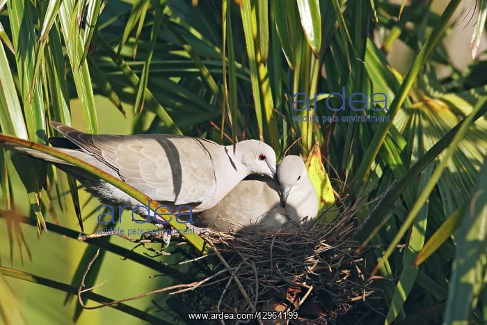 : Eurasian Collared Dove - pair at nest : Eurasian Collared Dove - pair at nest