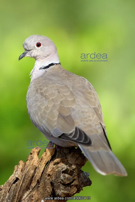 : Eurasian Collared Dove (Streptopelia decaocto) : Eurasian Collared Dove (Streptopelia decaocto)