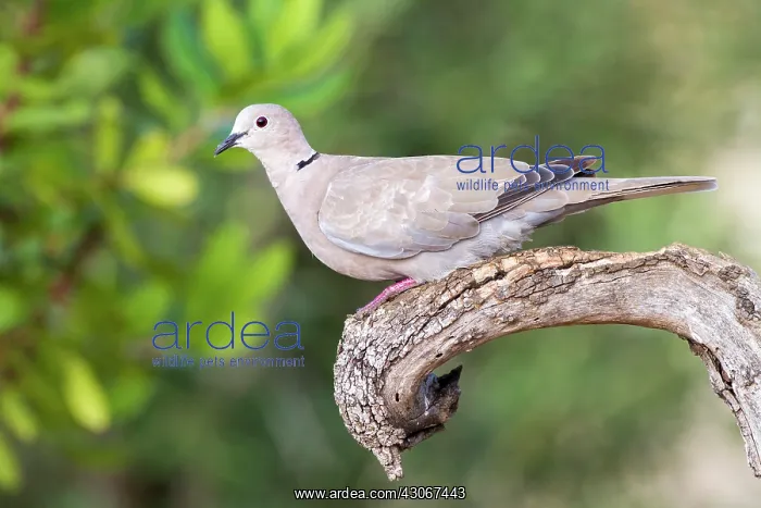 : Eurasian Collared Dove (Streptopelia decaocto) : Eurasian Collared Dove (Streptopelia decaocto)