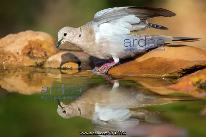 : Eurasian Collared Dove (Streptopelia decaocto) : Eurasian Collared Dove (Streptopelia decaocto)