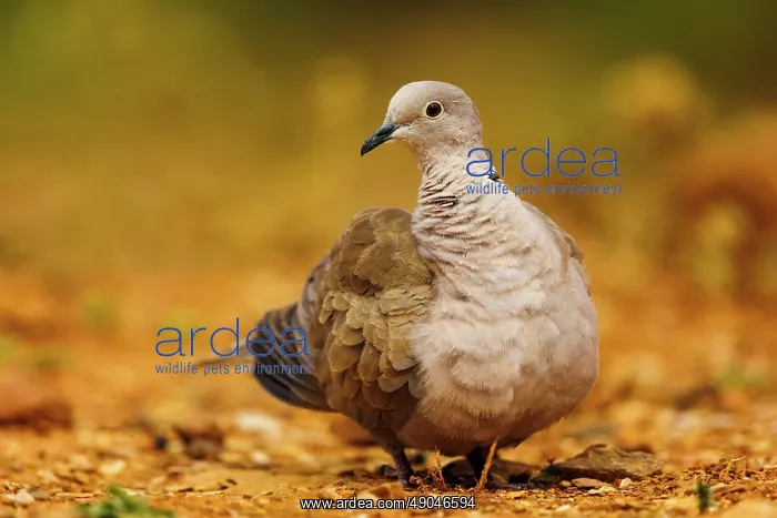 : Eurasian collared dove (Streptopelia decaocto) : Eurasian collared dove (Streptopelia decaocto)