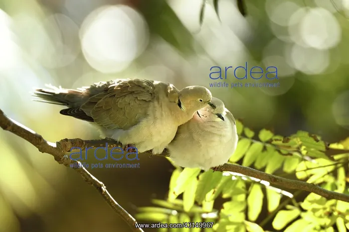 : Eurasian Collared-Dove (Streptopelia decaocto) couple preeni : Eurasian Collared-Dove (Streptopelia decaocto) couple preeni