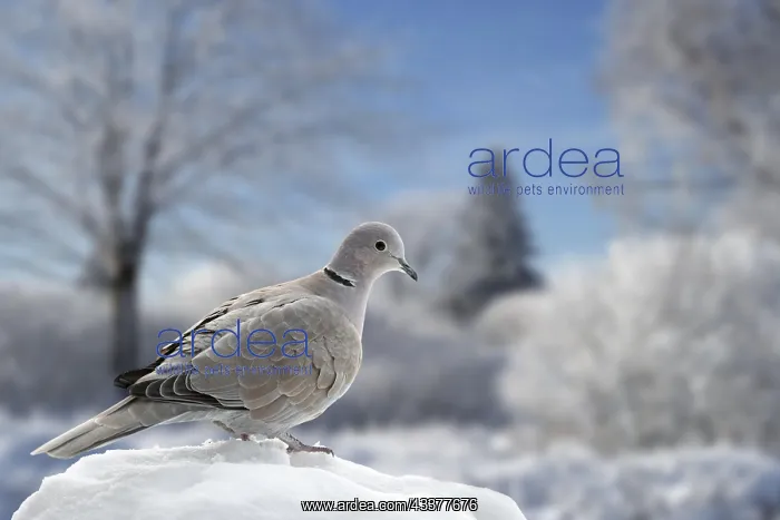 : Eurasian collared dove (Streptopelia decaocto) perched : Eurasian collared dove (Streptopelia decaocto) perched