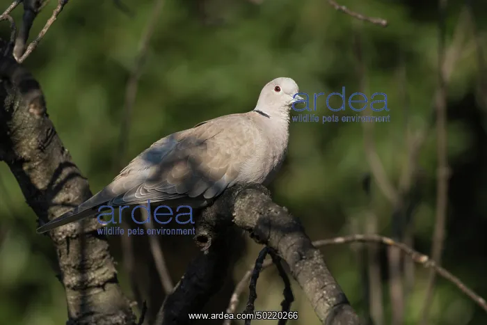 : The Eurasian collared dove (Streptopelia decaocto) resting on branch, Liguria, Italy : The Eurasian collared dove (Streptopelia decaocto) resting on branch, Liguria, Italy