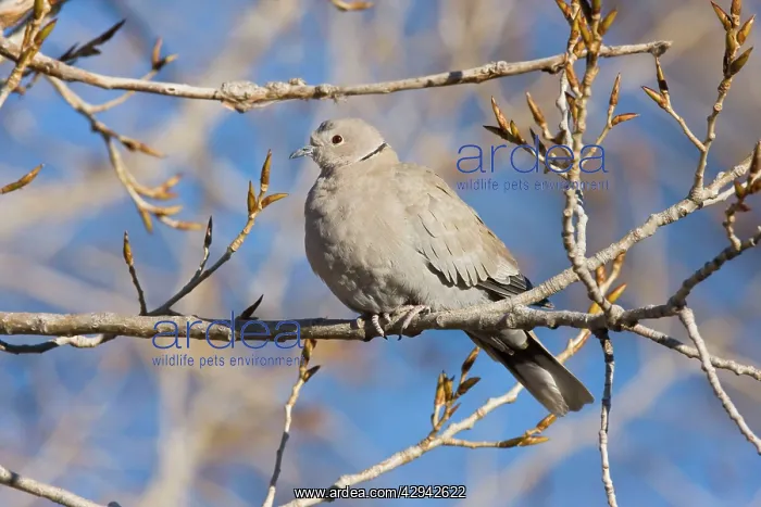 : Eurasian Collared-Dove - in winter : Eurasian Collared-Dove - in winter