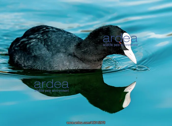 : Eurasian / Common Coot in the water with reflection : Eurasian / Common Coot in the water with reflection