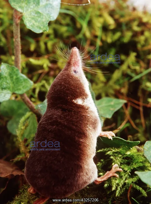: Eurasian Common SHREW - climbing ivy and moss : Eurasian Common SHREW - climbing ivy and moss