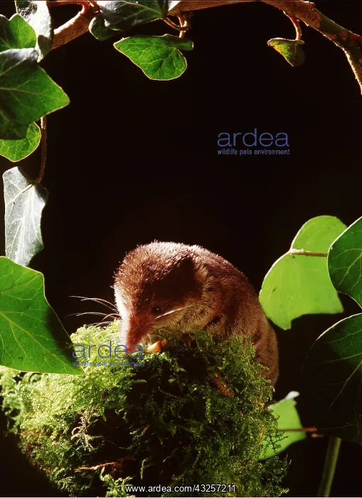 : Eurasian Common SHREW - hunting at night : Eurasian Common SHREW - hunting at night