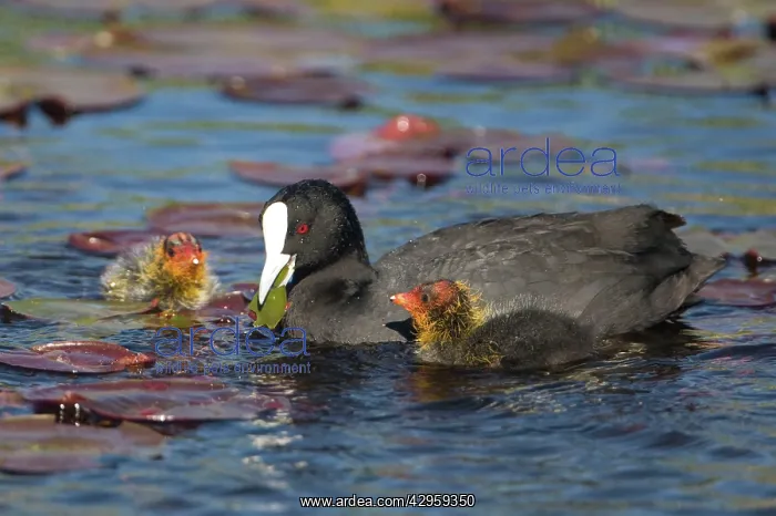 : Eurasian Coot - adult with newly hatched chicks : Eurasian Coot - adult with newly hatched chicks