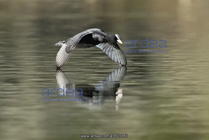 : Eurasian Coot (Fulica atra), adult bird flying over the water : Eurasian Coot (Fulica atra), adult bird flying over the water