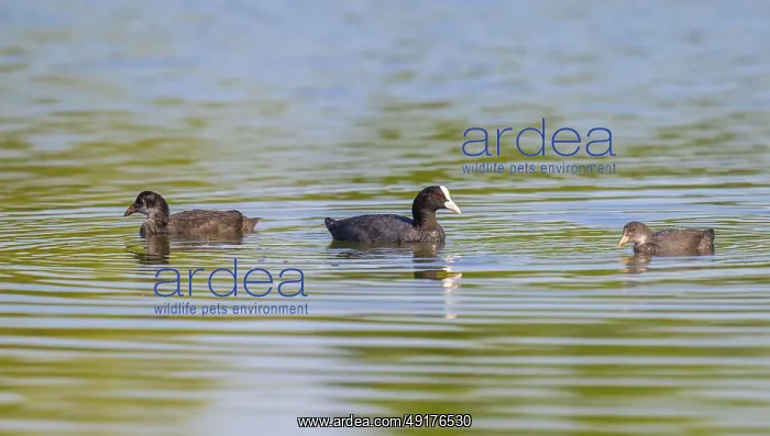 : Eurasian Coot (Fulica atra), adult bird and two young birds swimming on a pond : Eurasian Coot (Fulica atra), adult bird and two young birds swimming on a pond