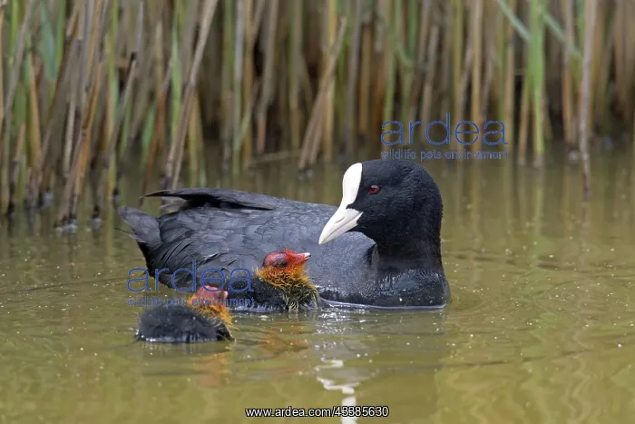 : Eurasian coot (Fulica atra), common coot feeding : Eurasian coot (Fulica atra), common coot feeding