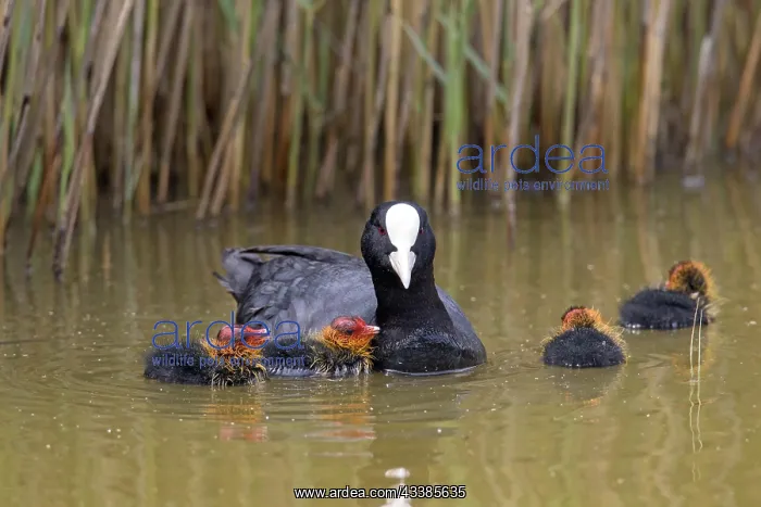 : Eurasian coot (Fulica atra), common coot swimming : Eurasian coot (Fulica atra), common coot swimming