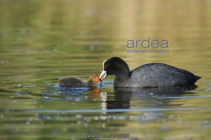: Eurasian Coot (Fulica atra) feeding chicks : Eurasian Coot (Fulica atra) feeding chicks