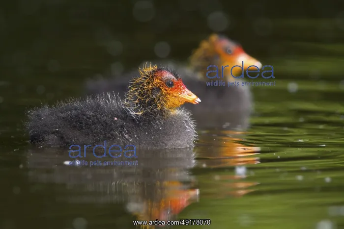  : Eurasian Coot (Fulica atra) juvenile