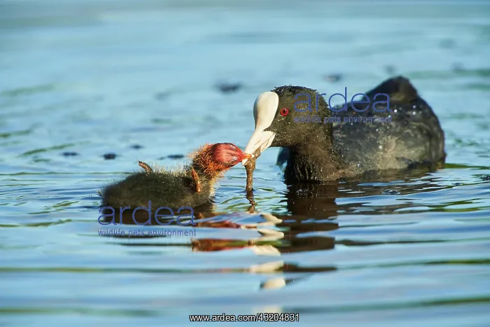 : Eurasian coot (Fulica atra) mother with her youngster : Eurasian coot (Fulica atra) mother with her youngster