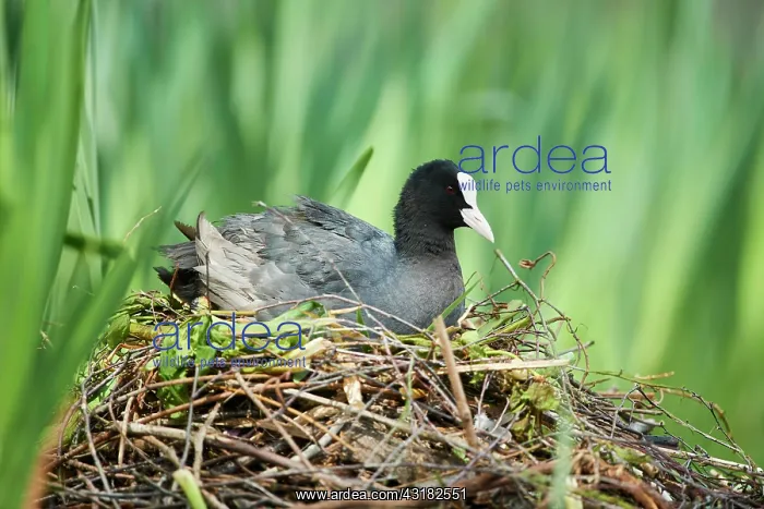 : Eurasian coot (Fulica atra), sitting on birds nest : Eurasian coot (Fulica atra), sitting on birds nest
