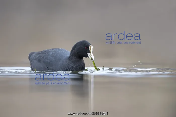 : Eurasian Coot (Fulica atra) swims in water and : Eurasian Coot (Fulica atra) swims in water and