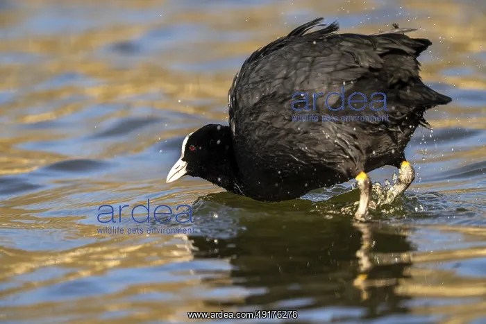 : Eurasian Coot (Fulica atra), Vulkaneifel : Eurasian Coot (Fulica atra), Vulkaneifel