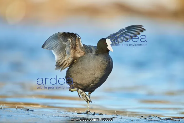 : Eurasian coot (Fulica atra) walking on a frozen : Eurasian coot (Fulica atra) walking on a frozen