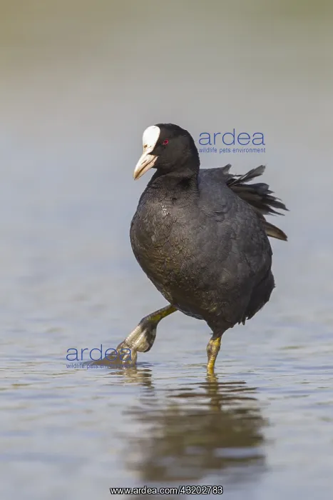 : Eurasian Coot (Fulica atra) walking through mud : Eurasian Coot (Fulica atra) walking through mud