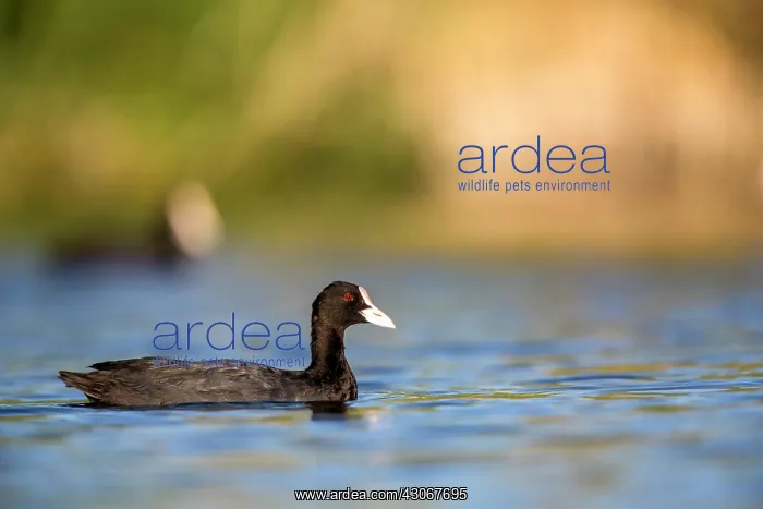 : Eurasian Coot (Fulica atra) on water, Ciudad real : Eurasian Coot (Fulica atra) on water, Ciudad real