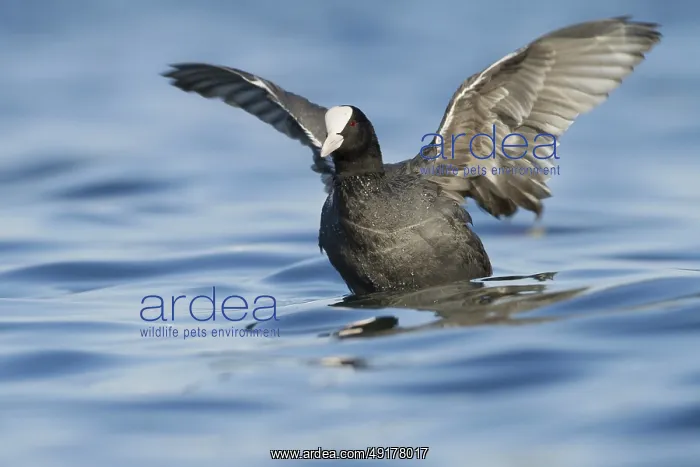 : Eurasian Coot (Fulica atra), Zurich, Switzerland : Eurasian Coot (Fulica atra), Zurich, Switzerland