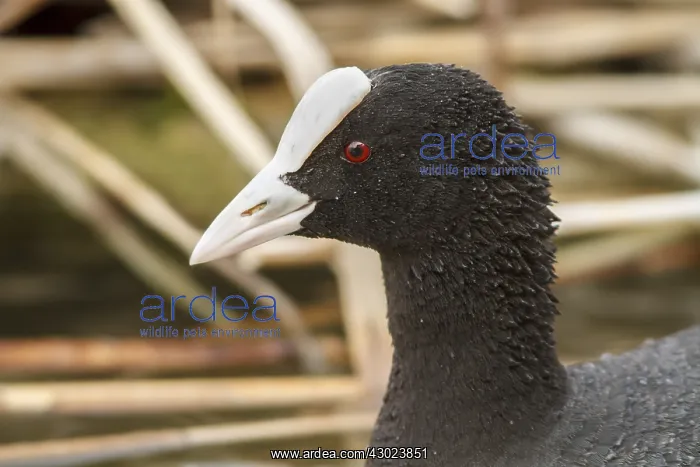 : Eurasian Coot on marsh Castilla La Mancha Spain : Eurasian Coot on marsh Castilla La Mancha Spain