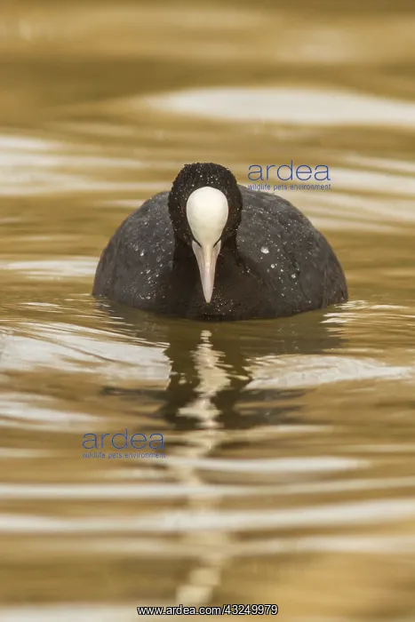 : Eurasian Coot on marsh Castilla La Mancha Spain : Eurasian Coot on marsh Castilla La Mancha Spain