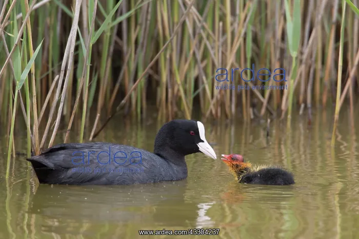 : Eurasian Coot - parent feeding chick - Germany : Eurasian Coot - parent feeding chick - Germany