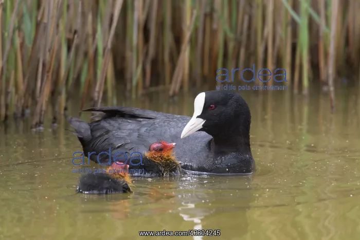 : Eurasian Coot - parent feeding chick - Germany : Eurasian Coot - parent feeding chick - Germany
