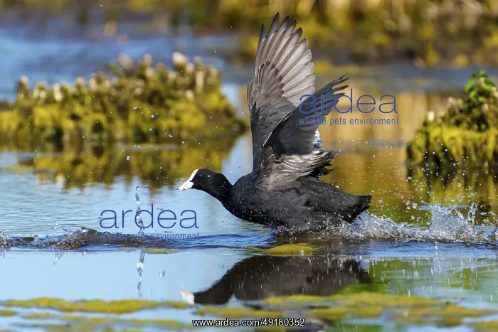 : Eurasian Coot with spread wings sprinting through the water : Eurasian Coot with spread wings sprinting through the water