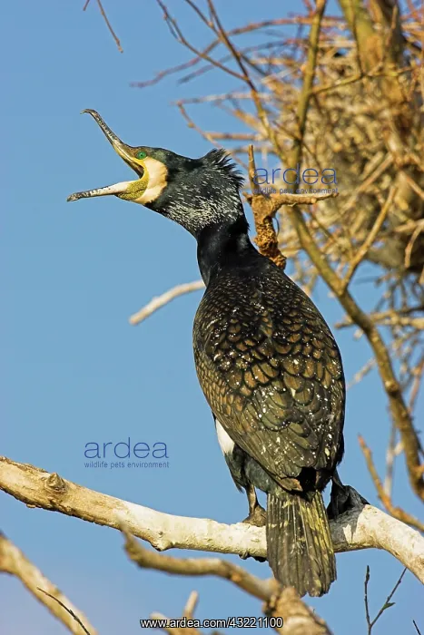 : Eurasian Cormorant (phalacrocorax carbo) : Eurasian Cormorant (phalacrocorax carbo)