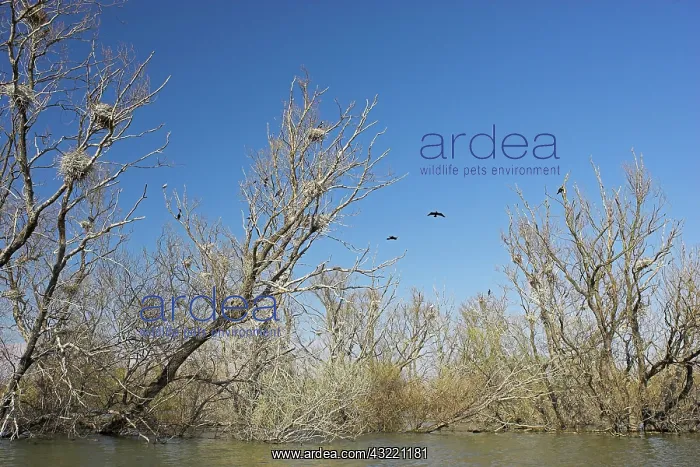 : Eurasian Cormorant (phalacrocorax carbo) : Eurasian Cormorant (phalacrocorax carbo)
