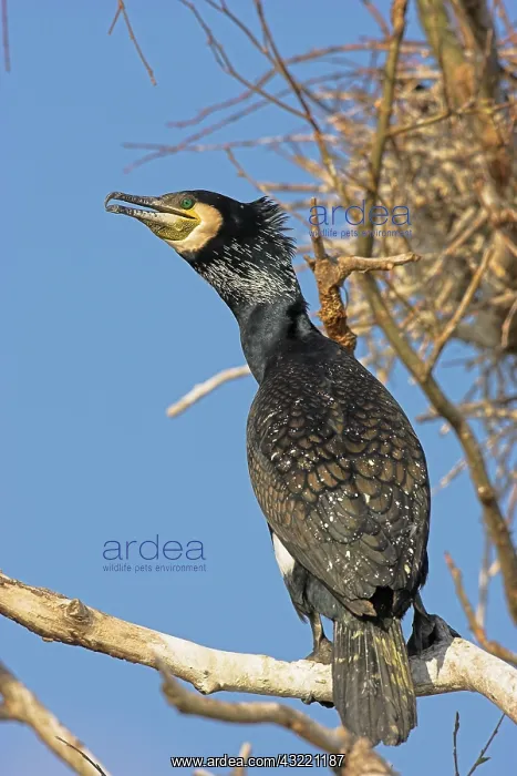  : Eurasian Cormorant (phalacrocorax carbo)