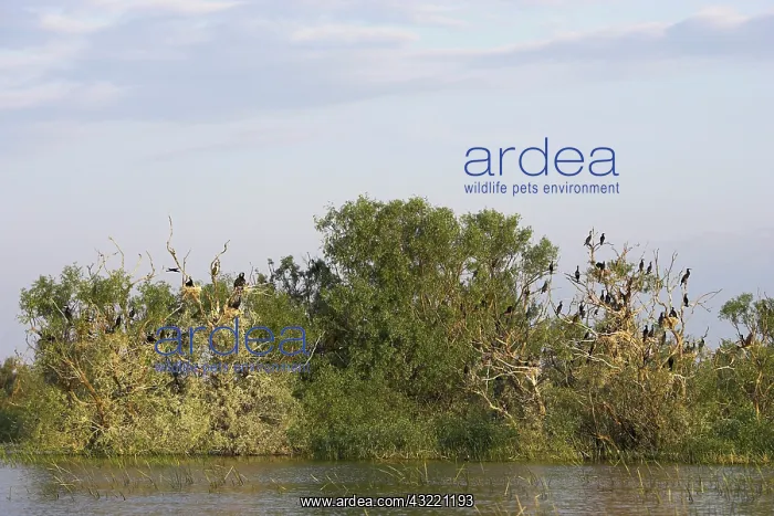 : Eurasian Cormorant (phalacrocorax carbo) : Eurasian Cormorant (phalacrocorax carbo)