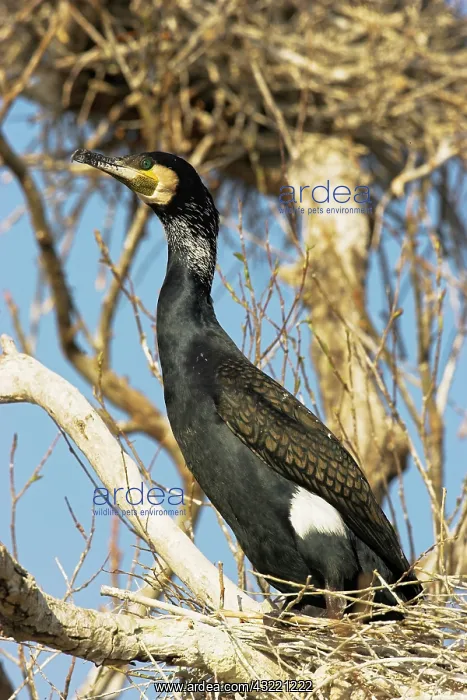 : Eurasian Cormorant (phalacrocorax carbo) : Eurasian Cormorant (phalacrocorax carbo)