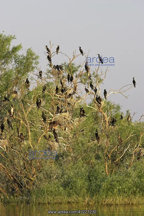 : Eurasian Cormorant (phalacrocorax carbo) : Eurasian Cormorant (phalacrocorax carbo)